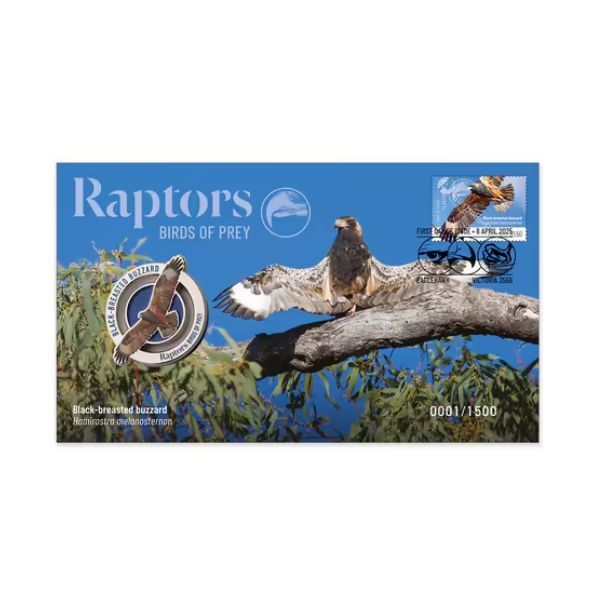 2025 Raptors - Black-breasted Buzzard - Birds of Prey PMC